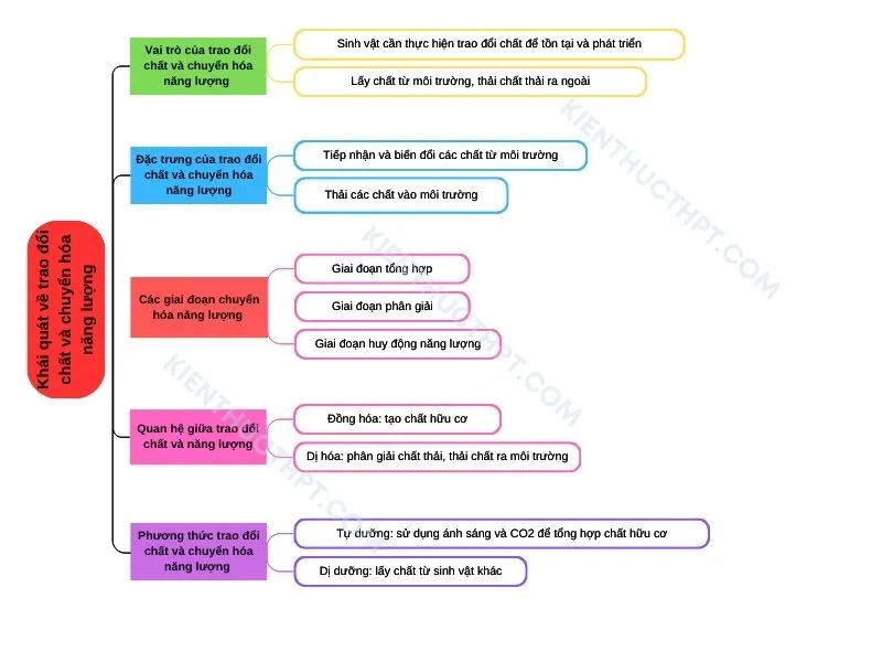 Khái quát về trao đổi chất và chuyển hóa năng lượng