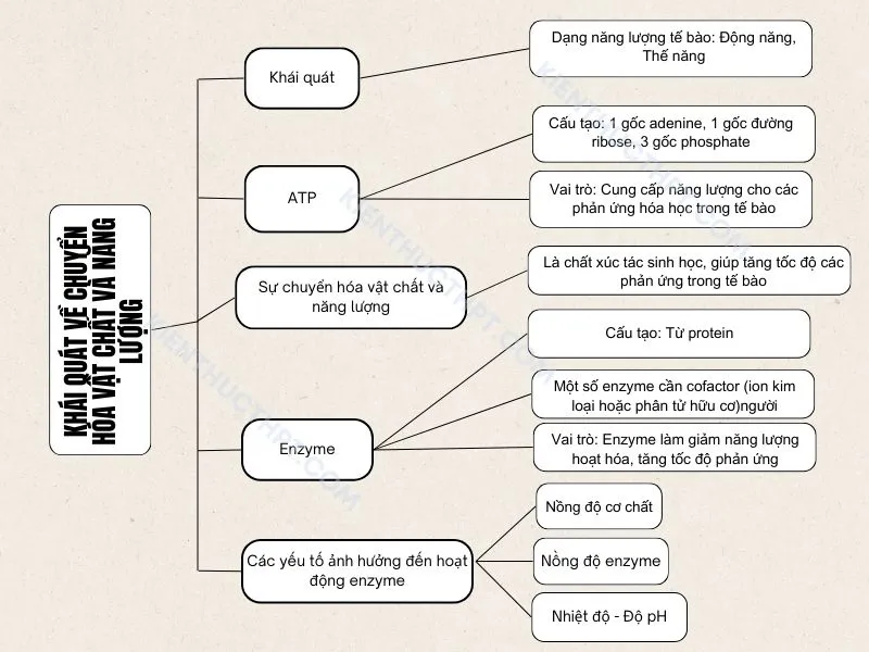 Sơ đồ tư duy bài 13: Khái quát về chuyển hóa vật chất và năng lượng