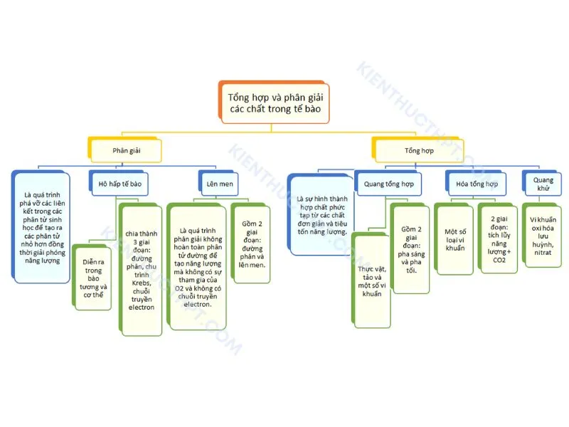 Sơ đồ tư duy bài 14: Phân giải và tổng hợp các chất trong tế bào
