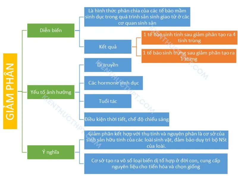 Sơ đồ tư duy bài 17: Giảm phân