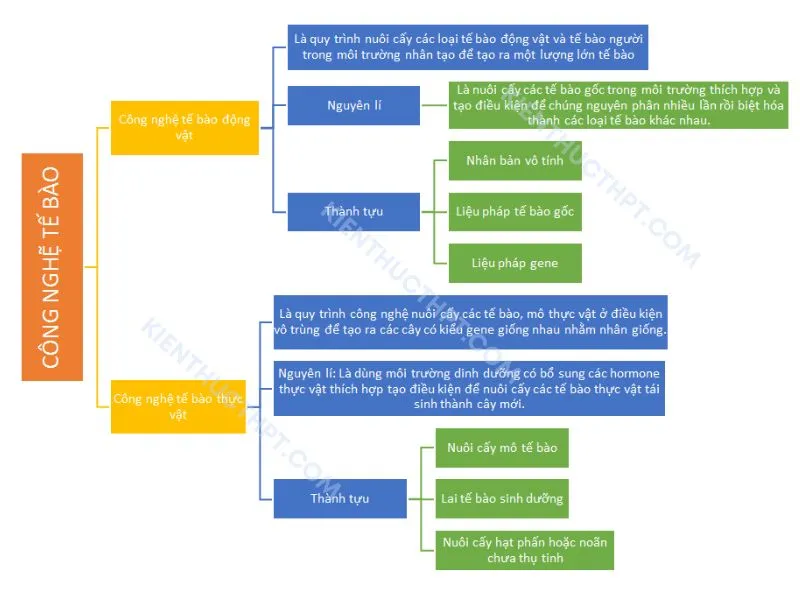 Sơ đồ tư duy bài 19: Công nghệ tế bào
