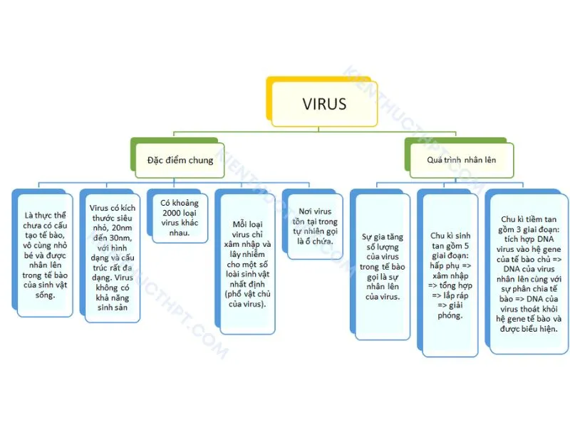 Sơ đồ tư duy bài 24: Khái quát về virus