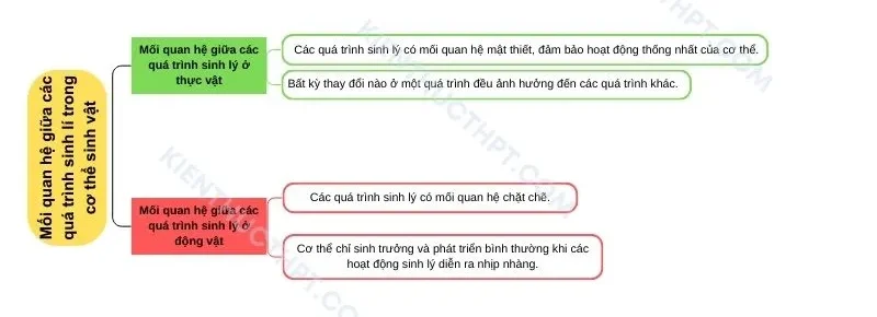 Mối quan hệ giữa các quá trình sinh lí trong cơ thể sinh vật