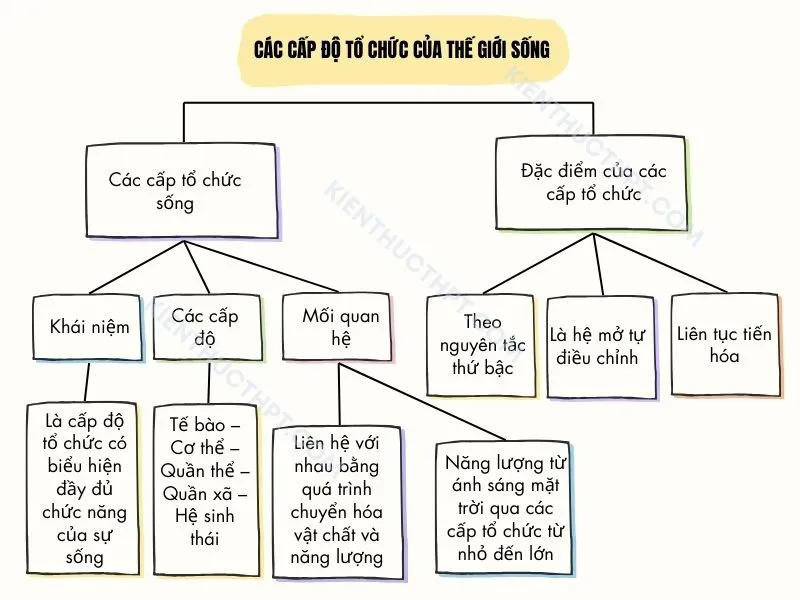 Sơ đồ tư duy bài 3: Các cấp độ tổ chức của thế giới sống