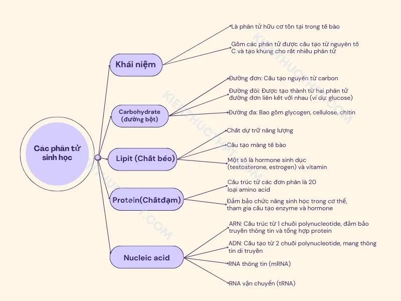 Sơ đồ tư duy bài 5: Các phân tử sinh học