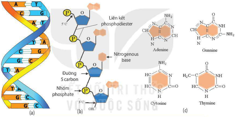 Cấu trúc xoắn kép của DNA (a) và một chuỗi polynucleotide (b) cùng các base của DNA (c)