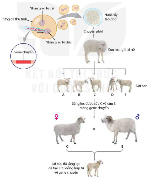 Nguyên lý tạo ra động vật biến đổi gene