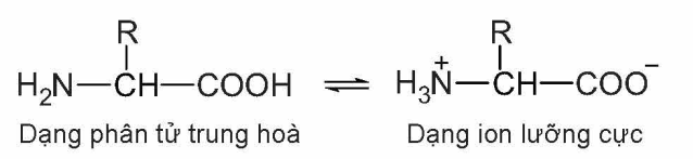 Đặc điểm cấu tạo của amino acid