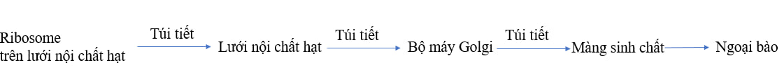 Đường đi của một phân tử protein từ khi được tổng hợp cho đến khi được vận chuyển ra khỏi tế bào