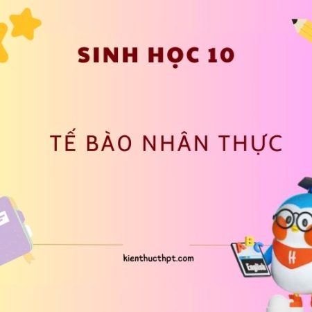 Giải bài 8 sinh 10 kết nối tri thức: Tế bào nhân thực