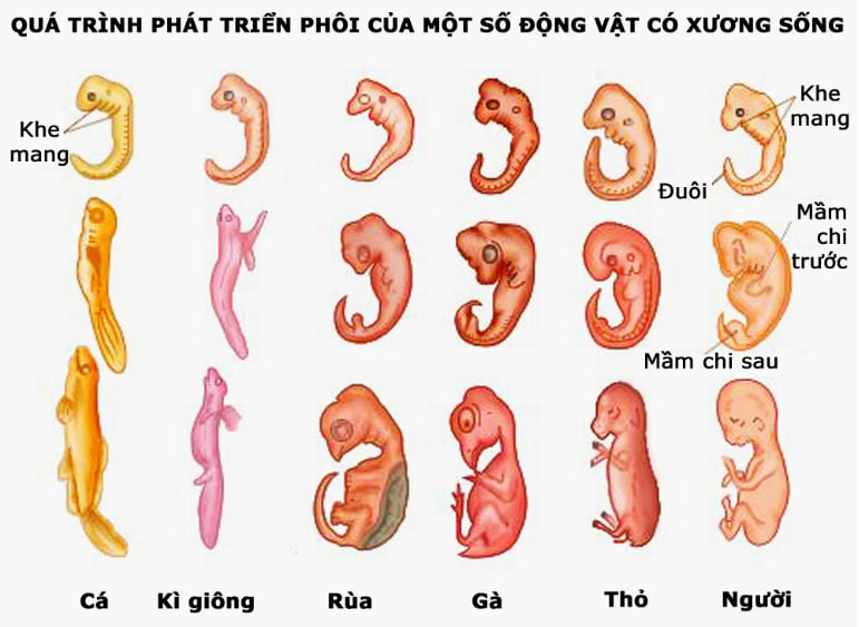 quá trình phát triển phôi của động vật có xương sống