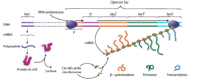 Sơ đồ hoạt động của operon lac khi môi trường có lactose