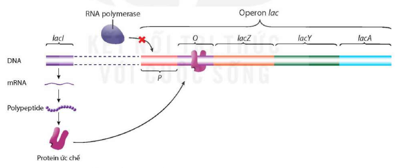 Sơ đồ hoạt động của operon lac khi môi trường không có lactose