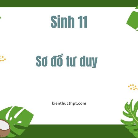 Sơ đồ tư duy Sinh 11 Kết nối tri thức – Tải về file PDF