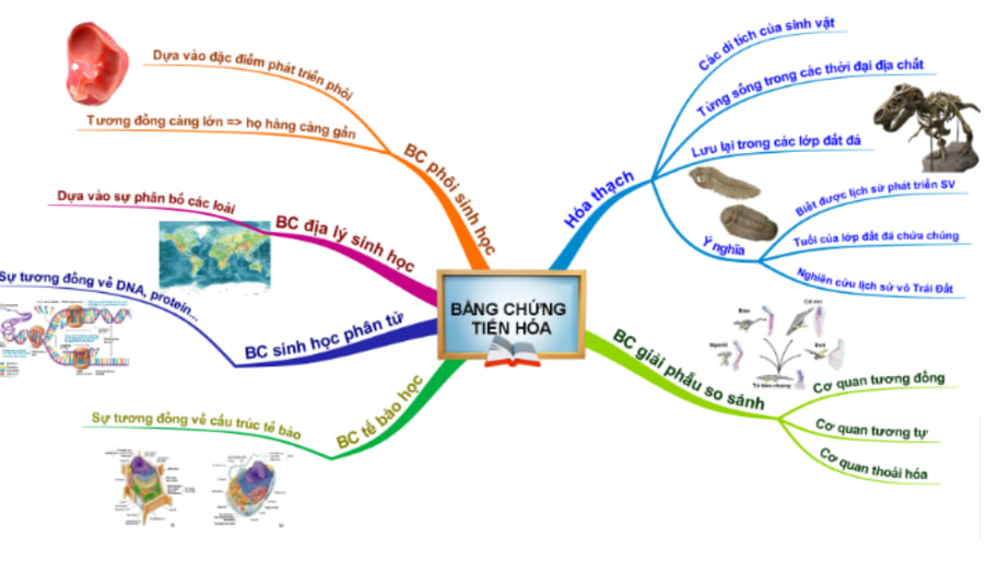 Sơ đồ tư duy đầy đủ về các bằng chứng tiến hóa