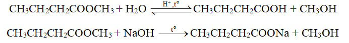 Thuỷ phân methyl butanoate