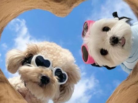 100+ avatar con chó hài, ngầu bựa và cute cực dễ thương