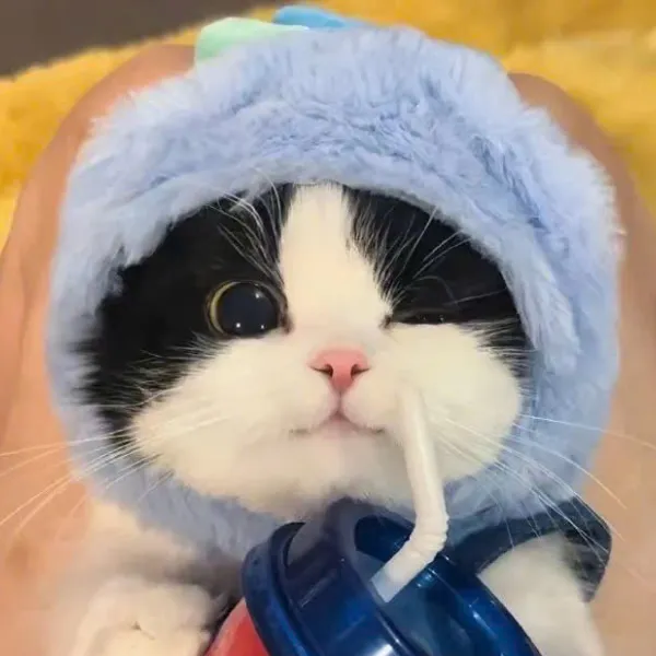 avatar đôi cute mèo hút bình sữa