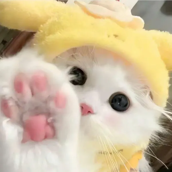 avatar đôi cute mèo cho tình bạn thân