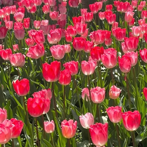 Ảnh avatar hoa tulip đẹp, lý tưởng cho những ai yêu thiên nhiên.