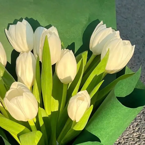 Tải ngay ảnh avatar hoa tulip nhẹ nhàng, tươi tắn