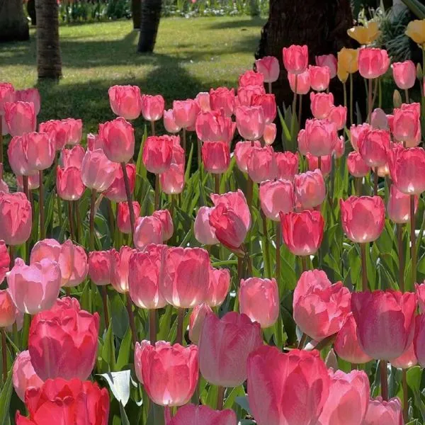 Avatar hoa tulip chill, thích hợp cho phong cách tối giản.