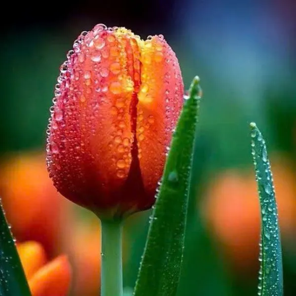 Avatar hoa tulip chill, cực kỳ thư giãn và dễ thương.