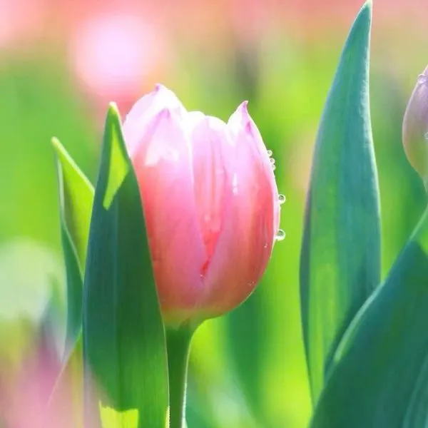 Ảnh avatar hoa tulip, mang lại cảm giác thanh thoát.