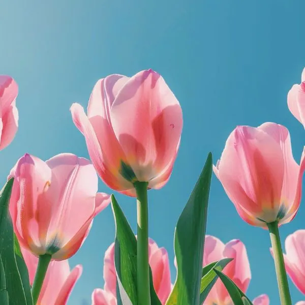 Avatar hoa tulip chill, phù hợp cho phong cách nhẹ nhàng.