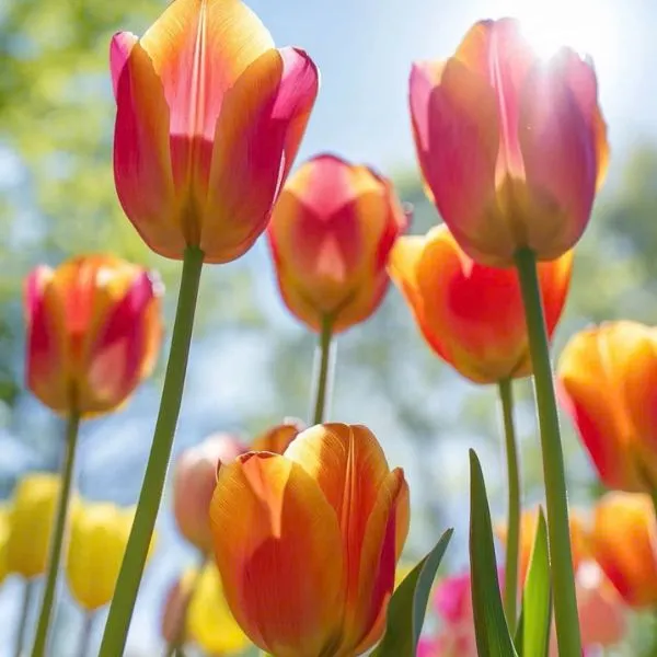 Tải ngay ảnh avatar hoa tulip, phong cách dễ chịu.