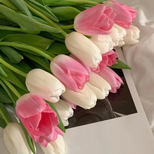 Avatar hoa tulip chill, tạo phong cách nhẹ nhàng và thư giãn.