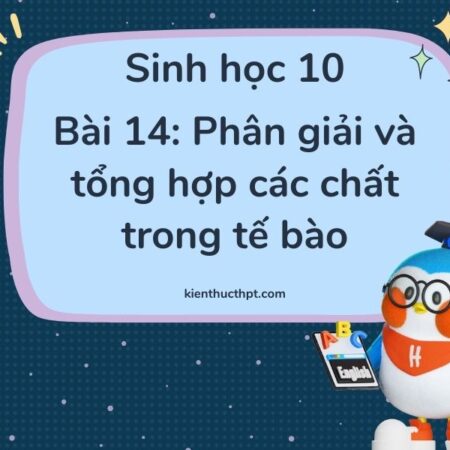 Hướng dẫn giải Bài 14 Sinh học 10 Kết nối tri thức mới nhất