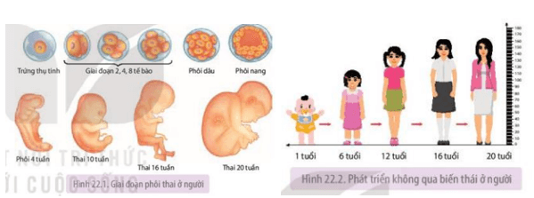 Các giai đoạn sinh trưởng và phát triển của con người