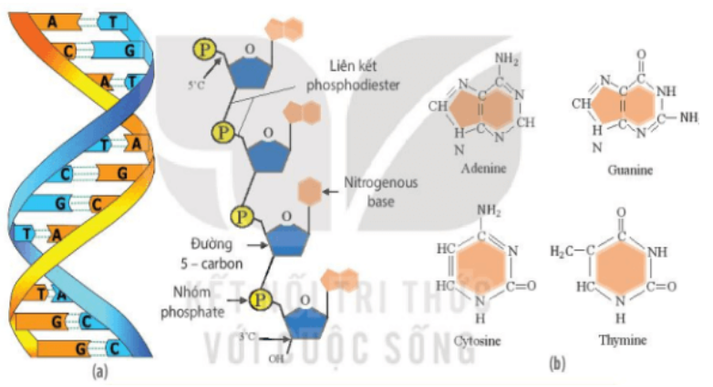 Đặc điểm cấu trúc khiến DNA