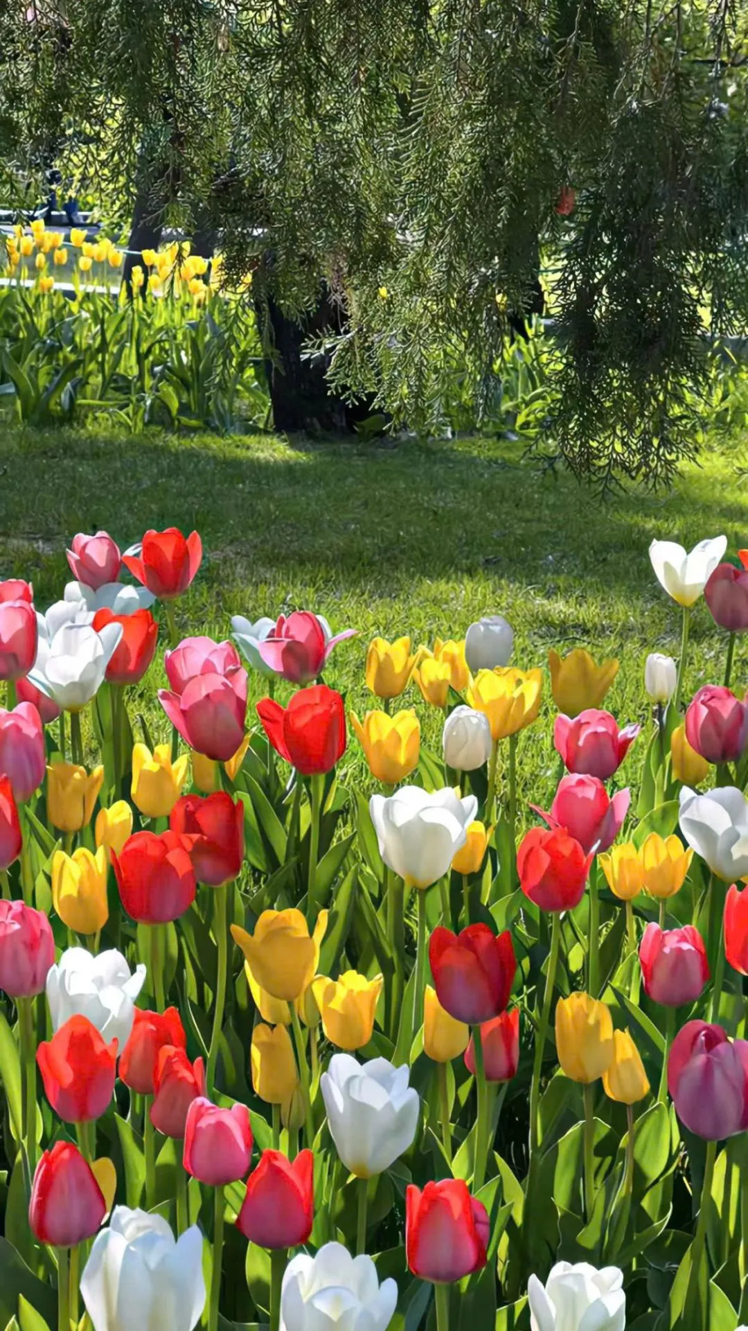 Hình nền hoa tulip đẹp cho điện thoại dịu dàng và tinh tế