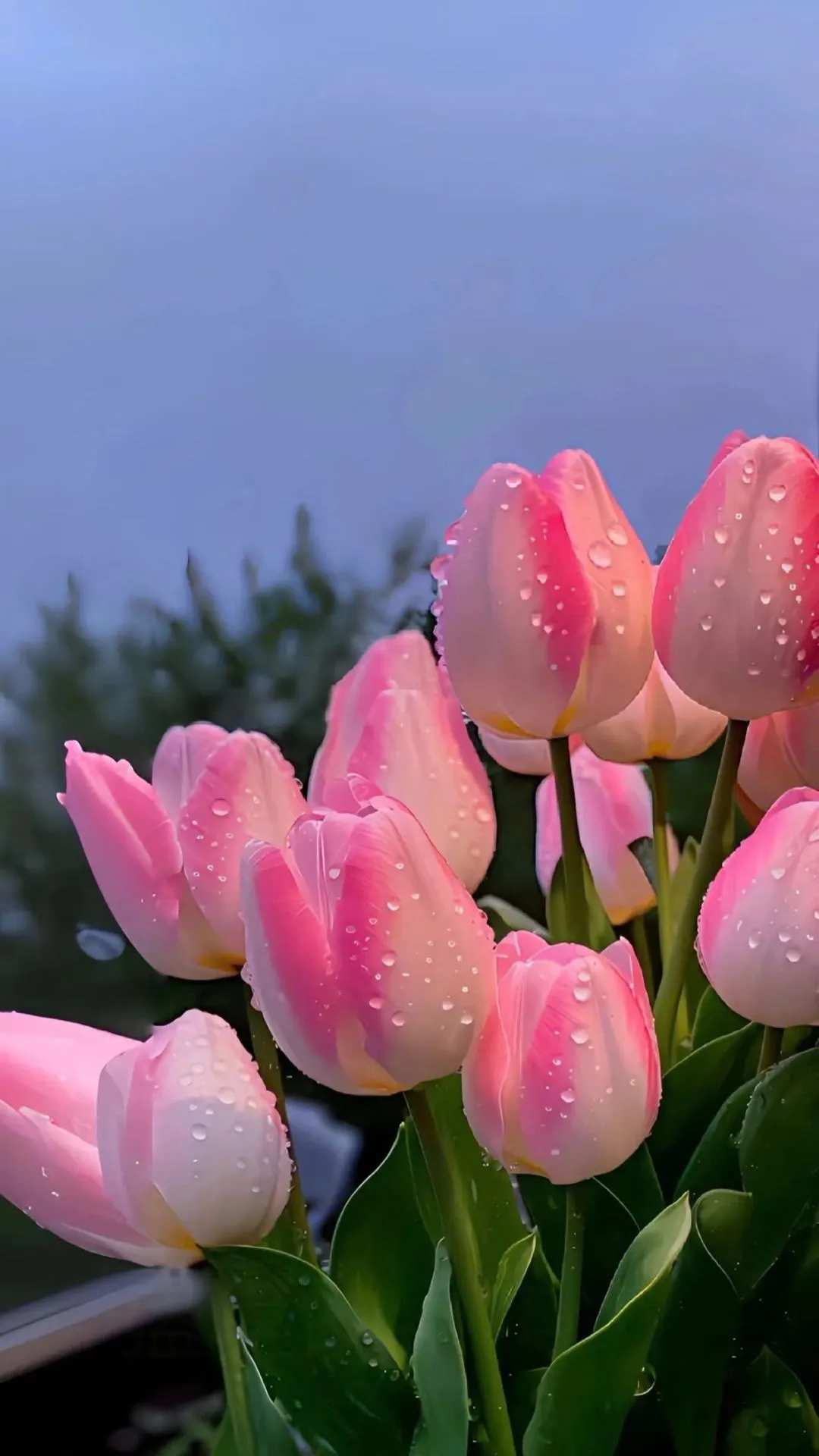 Hình nền hoa tulip cho điện thoại sắc nét