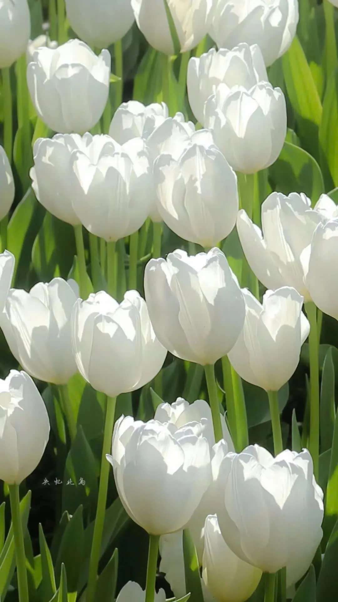 Hình nền hoa tulip cho màn hình thêm lôi cuốn