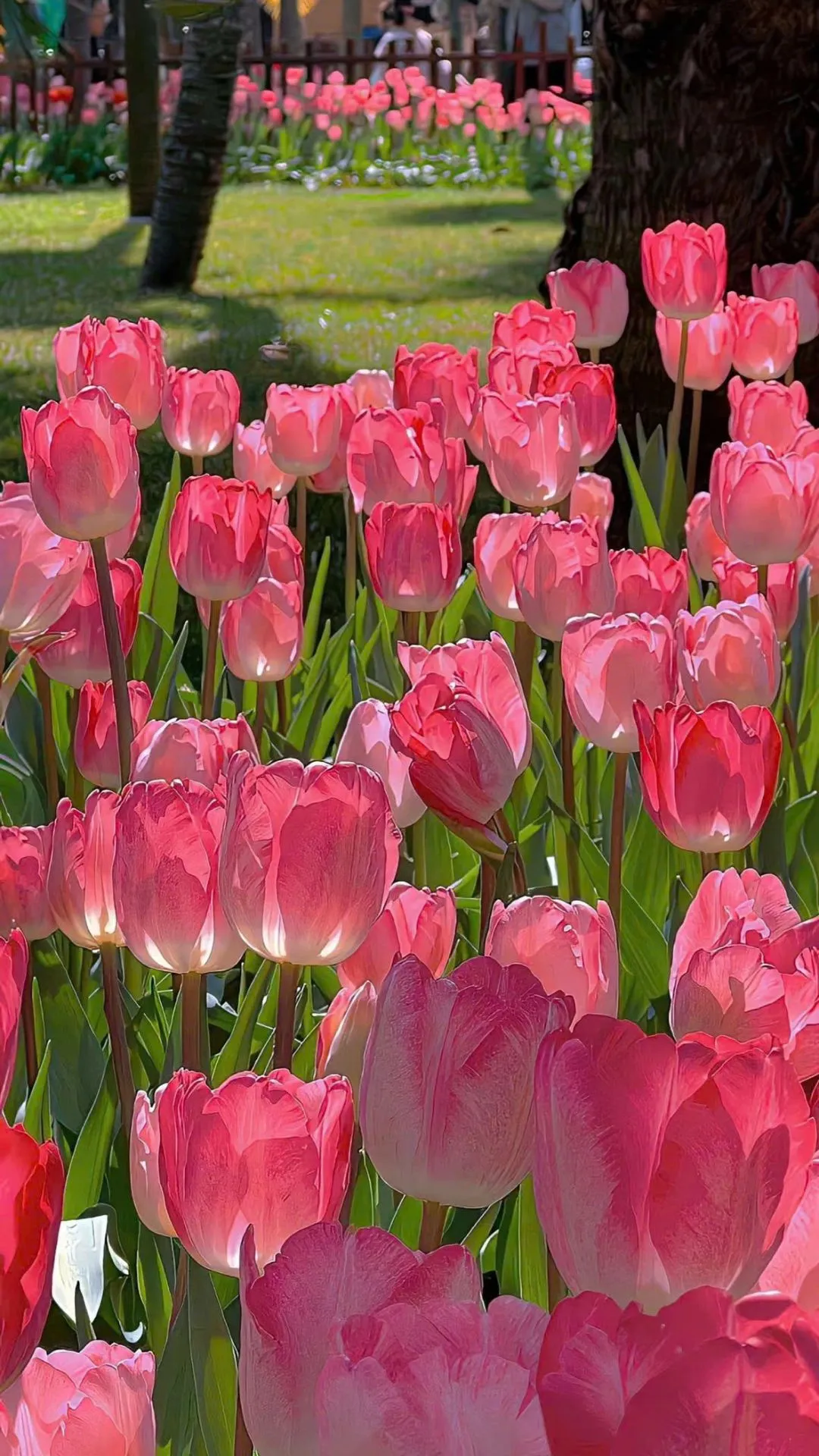 Tải ảnh nền hoa tulip làm mới điện thoại