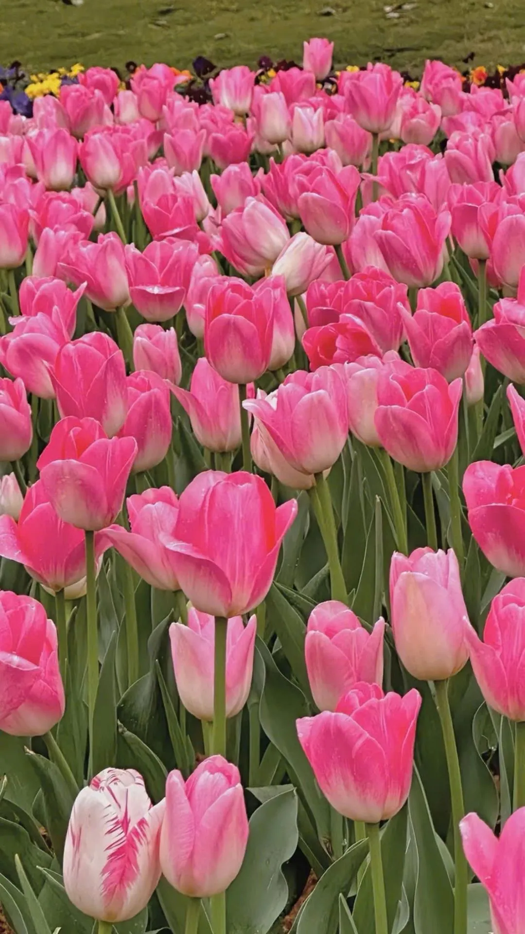 Hình nền hoa tulip đẹp tạo nét thanh lịch