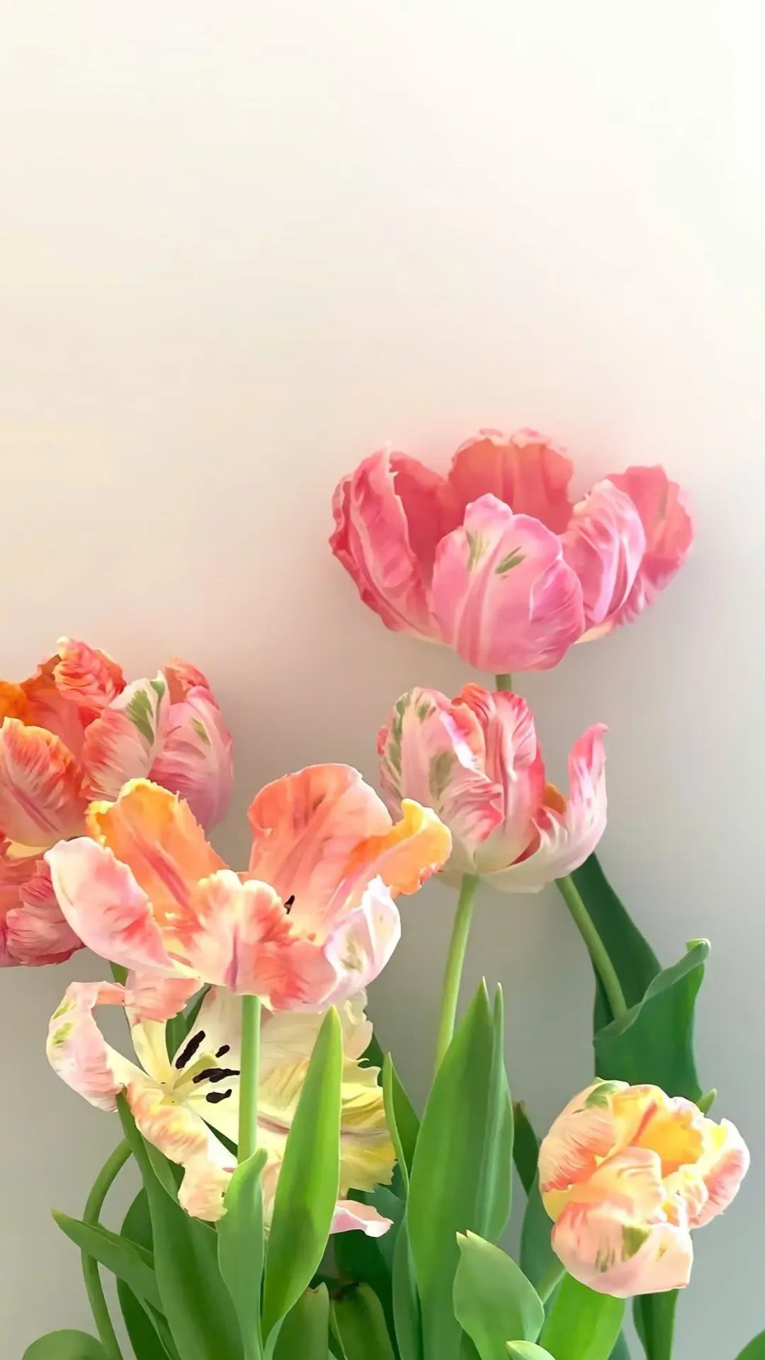 Hình nền hoa tulip cho điện thoại đầy sắc màu