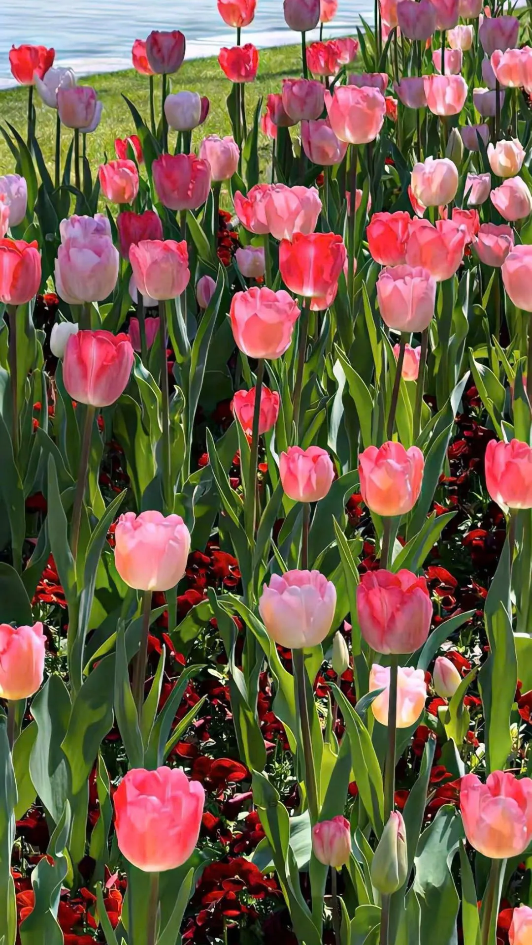 Hình nền tulip đẹp cho điện thoại thêm phần nổi bật