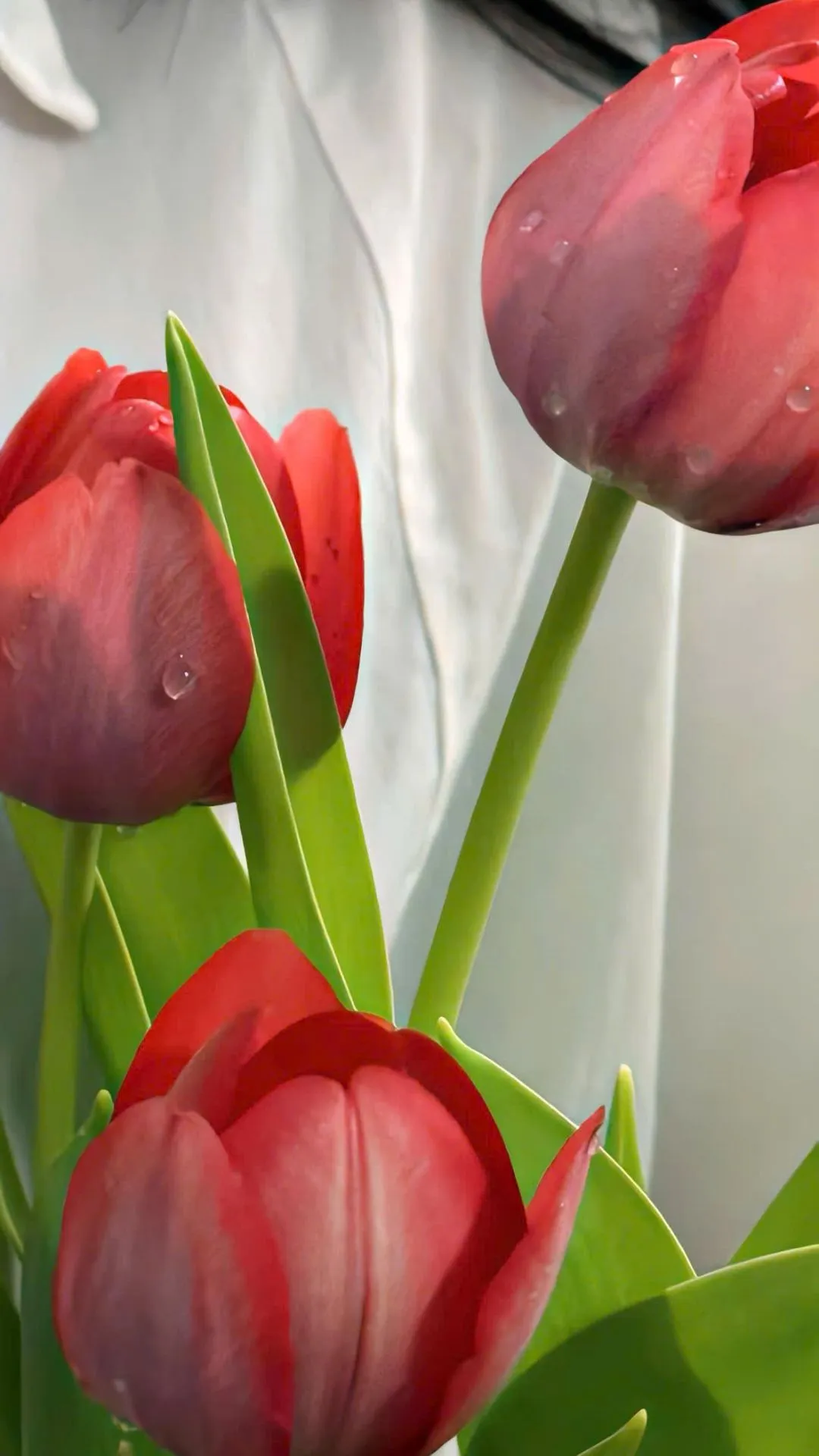 Tải hình nền hoa tulip cho điện thoại sắc nét