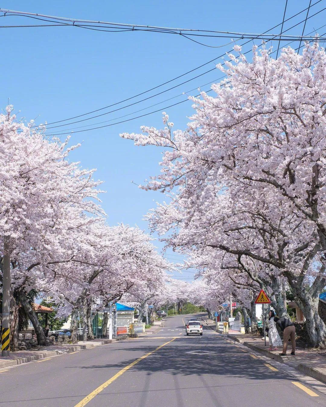 hình nền điện thoại phong cảnh 2 hàng hoa anh đào nở rộ bên đường cực chill