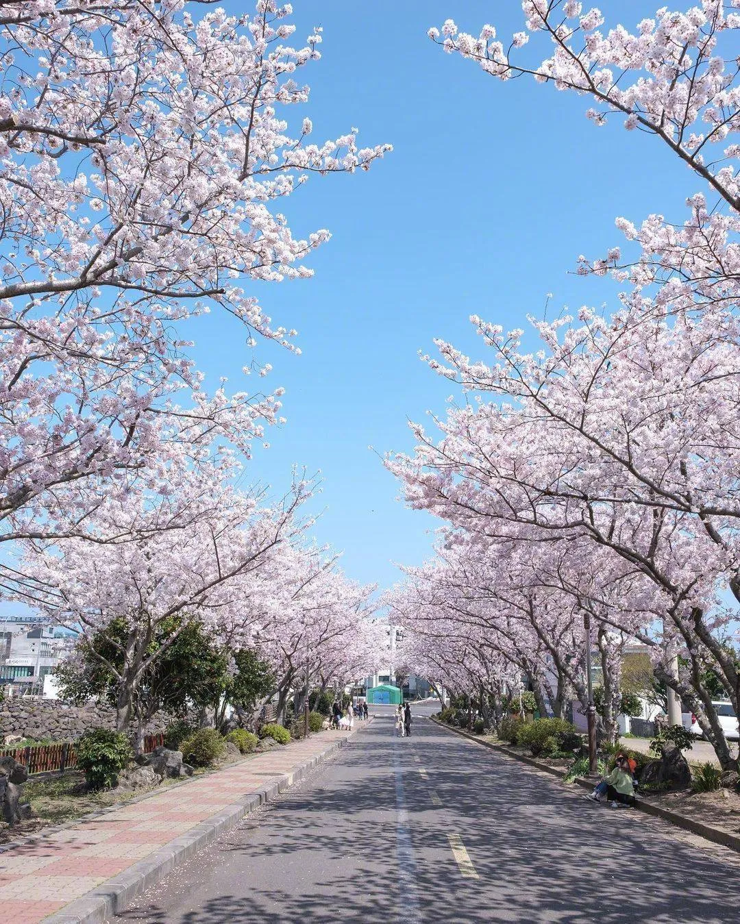 hình nền phong cảnh đẹp cho điện thoại cho bạn mê hoa sakura