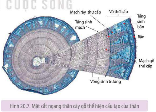 Lát cắt ngang của thân cây gỗ