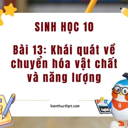 Giải chi tiết Sinh 10 Bài 13 Kết nối tri thức đầy đủ nhất