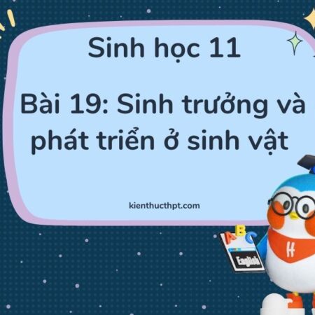 Giải Sinh 11 bài 19: Khái quát về sinh trưởng và phát triển ở sinh vật