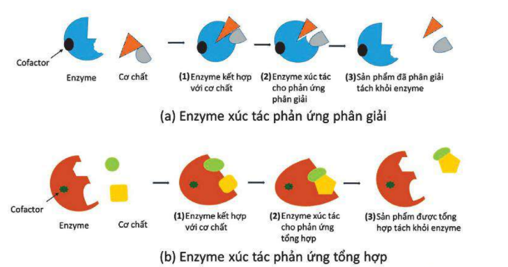 Sơ đồ mô phỏng cơ chế hoạt động của enzyme