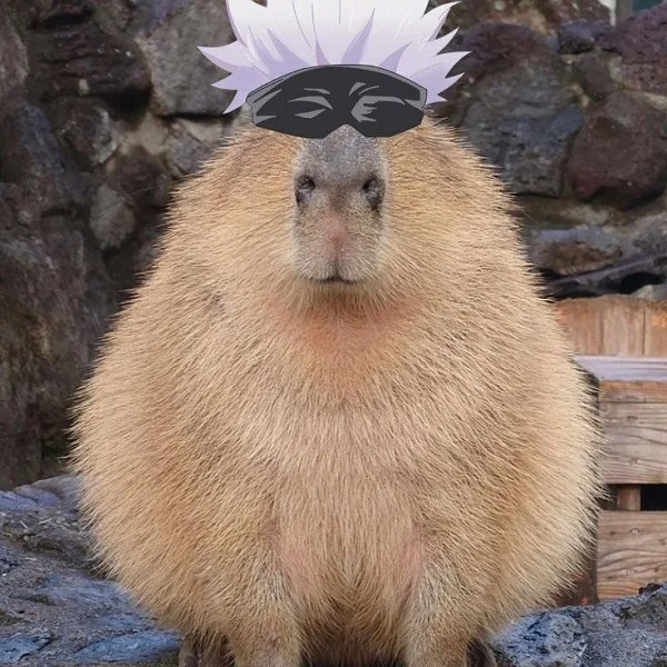 capybara meme hài hước nhất