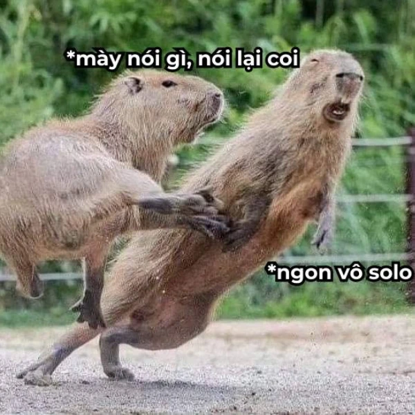 Meme Capybara hoạt hình vui nhộn